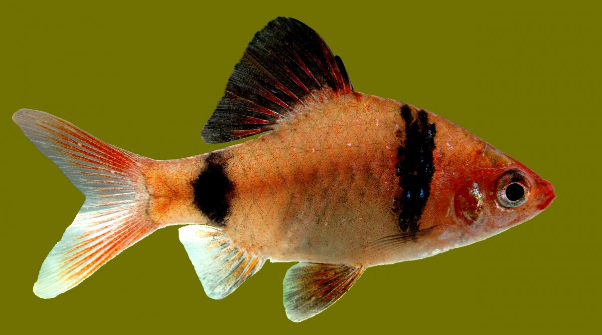 Puntius bandula 5 stk Akvariefisk AkvarieButikken ApS