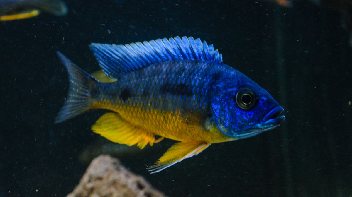 Protomelas sp. spilonotus tanzania 8-12 cm Parpris. - Fisk