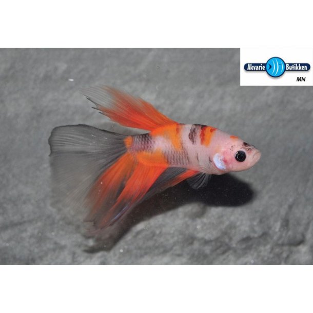 Candy Koi Betta Price Philippines - Betta-Plakat KOI Candy samec - Zooo.cz / Food water should be changed every 7 days for good fish health.